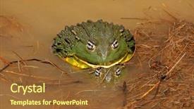  Presentation with poverty in africa - Cool new presentation with asuransi - pair of african giant bullfrogs backdrop and a tawny brown colored foreground