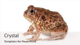  Presentation with white sand - Audience pleasing slide deck consisting of asuransi - southern african sand frog tomopterna backdrop and a lemonade colored foreground