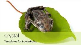  Presentation with frog - Cool new PPT theme with asuransi - young dried dead frog backdrop and a yellow colored foreground