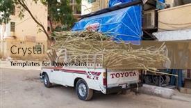  Presentation with sugar cane - 