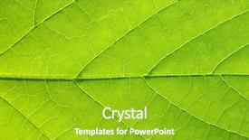  Presentation with green leaf - PPT theme consisting of asymmetry - close up of green leaf background and a shamrock green colored foreground