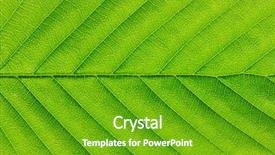  Presentation with green abstract leaves texture - Audience pleasing slides consisting of asymmetry - close up of green leaf backdrop and a shamrock green colored foreground