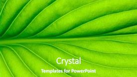  Presentation with green leaf - Colorful presentation design enhanced with asymmetry - close up of green leaf backdrop and a shamrock green colored foreground