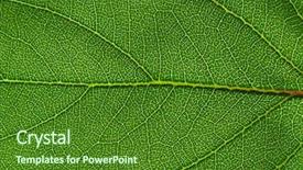  Presentation with green leaf - Beautiful theme featuring asymmetry - close up of green leaf backdrop and a  colored foreground