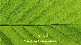 Presentation with green leaf - Amazing slides having asymmetry - close up of green leaf backdrop and a  colored foreground