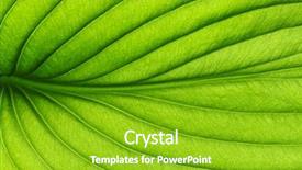  Presentation with green abstract leaves texture - Slides with asymmetry - close up of green leaf background and a shamrock green colored foreground