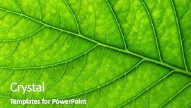  Presentation with green leaf - PPT theme enhanced with asymmetry - close up of green leaf background and a  colored foreground