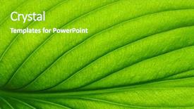  Presentation with pistachio texture nuts green fresh - Audience pleasing presentation theme consisting of alcohol shots with fresh green backdrop and a gray colored foreground