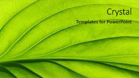  Presentation with green leaf - Beautiful PPT theme featuring asymmetry - close up of green leaf backdrop and a  colored foreground