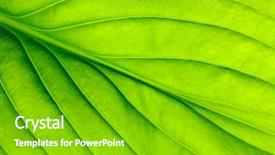  Presentation with green leaf - Slide deck consisting of asymmetry - close up of green leaf background and a shamrock green colored foreground