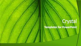  Presentation with green leaf - Audience pleasing PPT layouts consisting of asymmetry - close up of green leaf backdrop and a  colored foreground