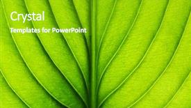  Presentation with green leaf - PPT layouts featuring asymmetry - close up of green leaf background and a  colored foreground
