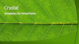  Presentation with green abstract leaves texture - Slide deck featuring asymmetry - close up of green leaf background and a tawny brown colored foreground