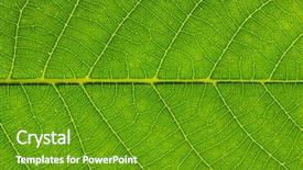  Presentation with green leaf - PPT theme enhanced with asymmetry - close up of green leaf background and a tawny brown colored foreground