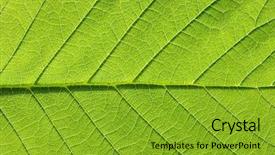  Presentation with green leaf - Theme consisting of asymmetry - close up of green leaf background and a shamrock green colored foreground