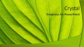  Presentation with water rain drop hanging on a fresh green leaf - PPT theme featuring asymmetry - green leaf background background and a gold colored foreground