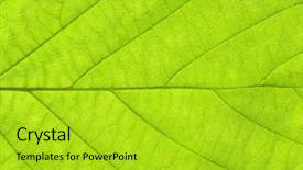  Presentation with green leaf - Theme consisting of asymmetry - green leaf texture background and a yellow colored foreground