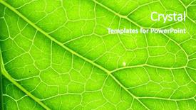  Presentation with green leaf - Slides with asymmetry - green leaf background and a seafoam green colored foreground