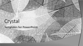  Presentation with close up dumb cane leaves - Amazing slides having asymmetry - perfect leaves texture close up backdrop and a light gray colored foreground