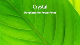  Presentation with green leaf - Beautiful slide set featuring asymmetry - texture of a green leaf backdrop and a shamrock green colored foreground