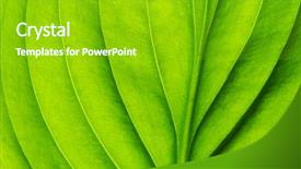  Presentation with green leaf - Presentation design enhanced with asymmetry - texture of a green leaf background and a shamrock green colored foreground