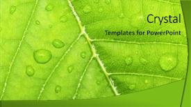  Presentation with green leaf - Presentation theme having asymmetry - texture of a green leaf background and a yellow colored foreground