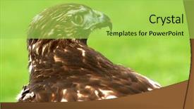  Presentation with hawk - Cool new presentation design with atack - hawk after hunting backdrop and a  colored foreground
