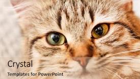  Presentation with atention - Theme having atention - nice cat background and a coral colored foreground