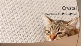  Presentation with atention - Amazing PPT layouts having atention - nice cat backdrop and a lemonade colored foreground