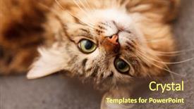  Presentation with atention - Presentation having atention - nice cat background and a tawny brown colored foreground