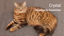  Presentation with atention - PPT theme consisting of atention - nice cat background and a coral colored foreground