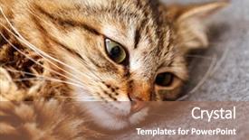  Presentation with atention - Cool new PPT theme with atention - nice cat backdrop and a tawny brown colored foreground