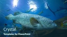  Presentation with georgia aquarium - Cool new PPT theme with atlanta-august-8-a-gag backdrop and a ocean colored foreground