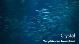  Presentation with atlantic - Presentation design with wildlife - atlantic chub mackerel scomber colias background and a ocean colored foreground