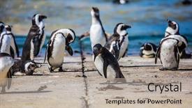  Presentation with ecotourism - Theme having atlantic coast boulders penguin colony background and a mint green colored foreground