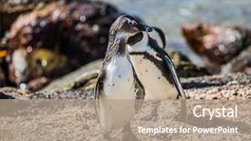  Presentation with space colony - Slides having atlantic coast boulders penguin colony background and a coral colored foreground