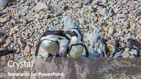  Presentation with ecotourism - Presentation theme with atlantic coast boulders penguin colony background and a gray colored foreground