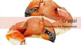  Presentation with jonah - Cool new presentation theme with atlantic coast rock crab claw backdrop and a coral colored foreground