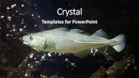  Presentation with atlantic - PPT layouts having greenland - atlantic cod gadus morhua marine background and a black colored foreground