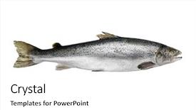  Presentation with atlantic - Presentation theme consisting of atlantic king big salmon isolated background and a white colored foreground
