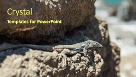  Presentation with atlantic - Slides consisting of atlantic-lizard-on-rock-close background and a tawny brown colored foreground