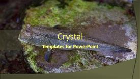  Presentation with marine - Presentation theme having atlantic-mudskipper-periophthalmus-barbarus-marine background and a tawny brown colored foreground
