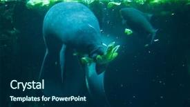  Presentation with animal - PPT layouts enhanced with atlantic ocean - antillean manatee trichechus manatus manatus background and a navy blue colored foreground