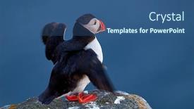  Presentation with atlantic - PPT theme with atlantic-puffin-bird-standing background and a ocean colored foreground