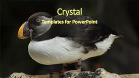  Presentation with keel billed toucan also known - Theme having also known as the common background and a wine colored foreground