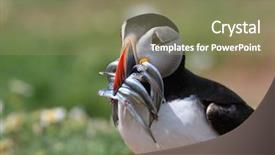  Presentation with atlantic - Slides enhanced with atlantic puffin fratercula arctica delivering background and a coral colored foreground