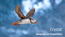  Presentation with atlantic - PPT theme consisting of atlantic-puffin-fratercula-arctica and a teal colored foreground