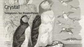  Presentation with old camera and film sound - Presentation having atlantic puffin old illustration fratercula background and a light gray colored foreground