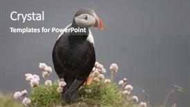  Presentation with quail bird common - PPT theme featuring atlantic puffin or common puffin background and a gray colored foreground
