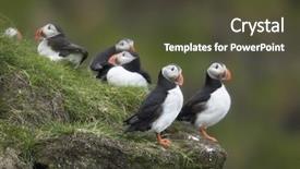  Presentation with common cold cough contagious virus - Amazing PPT theme having atlantic puffin or common puffin backdrop and a  colored foreground